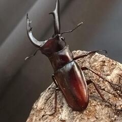 【♂♀】マンディブラリスフタマタクワガタの画像