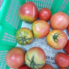 理由ありトマト🍅　3kgの画像