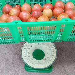 理由ありトマト🍅　3kgの画像