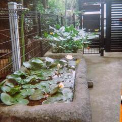 石鉢　水鉢　睡蓮鉢　植木鉢　飼葉桶　格安！　睡蓮を入れた実例写真ありの画像