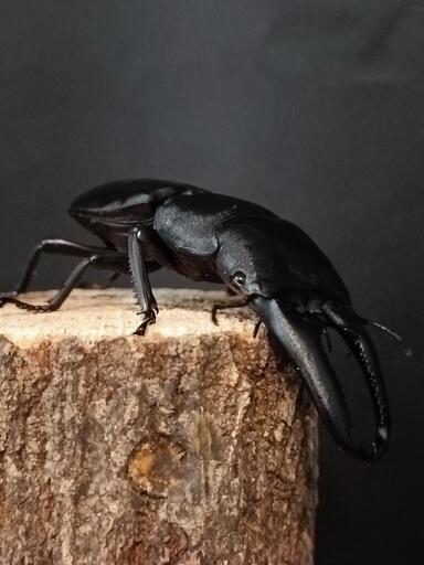 ♂単】【105up】パラワンオオヒラタクワガタ