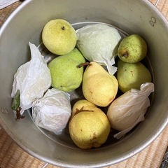 洋ナシお届け１ｋ２００円～　坂城町～小諸市近辺の画像