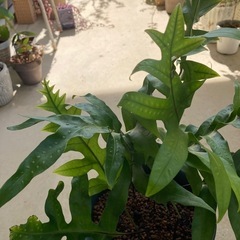 🌱ラウアエ　オキナワウラボシの画像