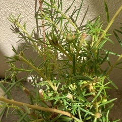 🌺マツバボタン蕾付⑨の画像