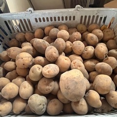 じゃがいもの画像