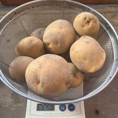 じゃがいもの画像