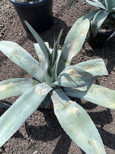 ユッカ グロリオサ 散り斑 ユッカグロリオサ 散斑 ユッカ グロリオサ