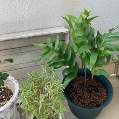 🌱ラウアエ　オキナワウラボシの画像