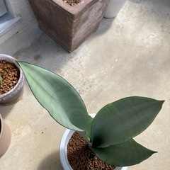🌱シルバーキング サンセベリア 虎の尾の画像