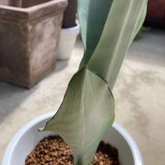 🌱シルバーキング サンセベリア 虎の尾の画像