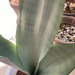 🌱シルバーキング サンセベリア 虎の尾の画像