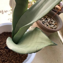 🌱シルバーキング サンセベリア 虎の尾の画像