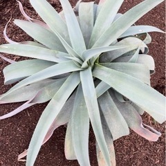 アガベ　ウェベリーの画像