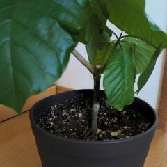 ウンベラータ②の画像