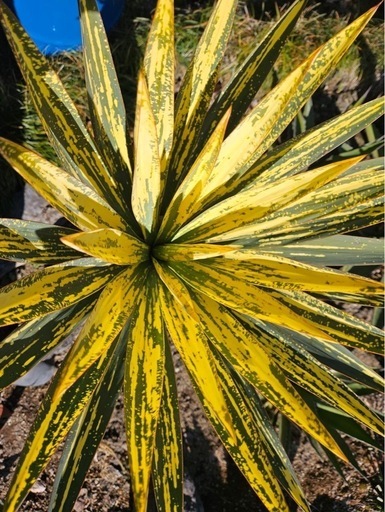 ユッカ　レクレルヴィフォリア　散斑　苗