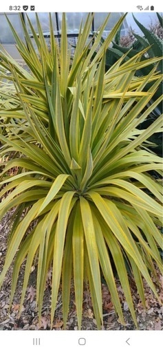 ユッカ　バナナスピリット　斑