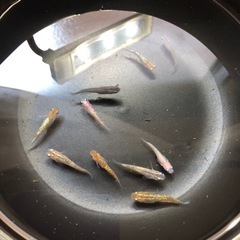 💎ラメMIXメダカ💎若魚　10匹の画像