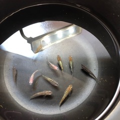 💎ラメMIXメダカ💎若魚　10匹の画像