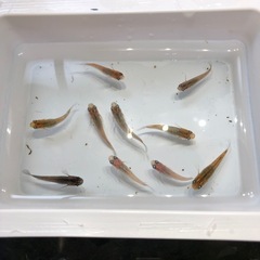 💎ラメMIXメダカ💎若魚　10匹の画像