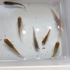 💎ラメMIXメダカ💎若魚　10匹の画像