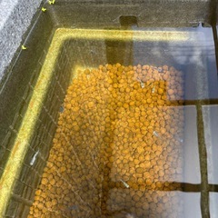 ミックスメダカの画像
