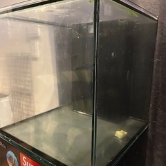 Red  Sea　45cmオーバーフロー水槽の画像