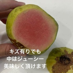お試しに！ピンクグァバ1キロ以上あります（バンシルー）の画像