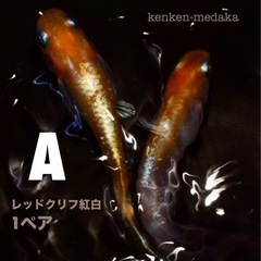 メダカ 【A】レッドクリフ紅白1ペアの画像