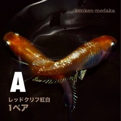 メダカ 【A】レッドクリフ紅白1ペアの画像