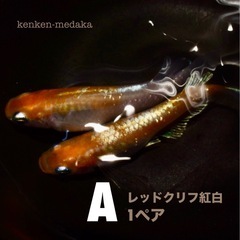 メダカ 【A】レッドクリフ紅白1ペアの画像