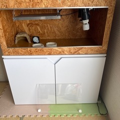 爬虫類ゲージと棚