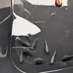 メダカ【ヨネプ】の画像