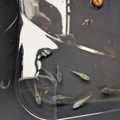 メダカ【ヨネプ】の画像