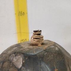 0821-169 トーテムポール インテリア雑貨 ※傷ありの画像