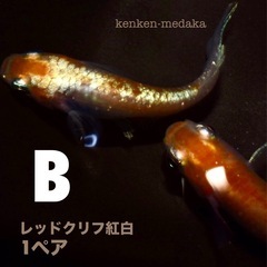 メダカ 【B】レッドクリフ紅白1ペアの画像
