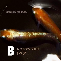 メダカ 【B】レッドクリフ紅白1ペアの画像