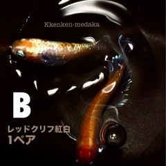 メダカ 【B】レッドクリフ紅白1ペアの画像