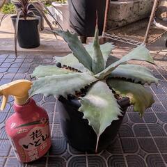 アガベ　ポタトラムキャメロンブルーの画像