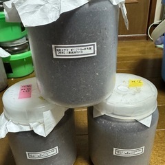 三重県産ミヤマクワガタ幼虫３頭ボトル入りの画像