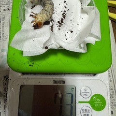 三重県産ミヤマクワガタ幼虫３頭ボトル入りの画像