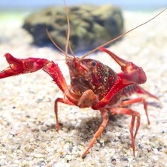 ザリガニ　子供が釣りたい⚠️