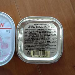 ROYAL　CANIN ムースの画像