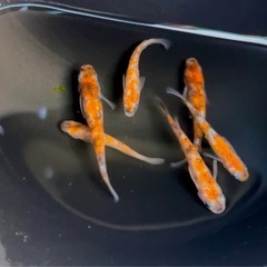 ○現物○【坂出三色ラメ】オス2メス4 の画像