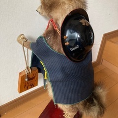 たぬき　剥製
の画像
