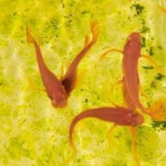 02めだか、メダカ　ミックスめだかの卵100＋α個の画像