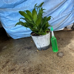 観葉植物🪴の画像