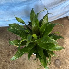 観葉植物🪴の画像