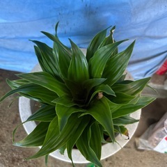 観葉植物①🪴の画像