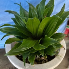 観葉植物①🪴の画像