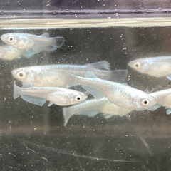 マリアージュキッシングワイドフィン若魚-10匹の画像